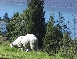 Sheep on the climb from Utvik, with Innvik Fjord as backdrop